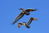 Pelicanfrise_Parc des oiseaux_Villars les Dombes.jpg