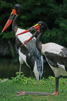 002 -Jabiru africain a genou Parc des Oiseaux 2.jpg