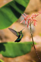 Colibri falle-vert.jpg